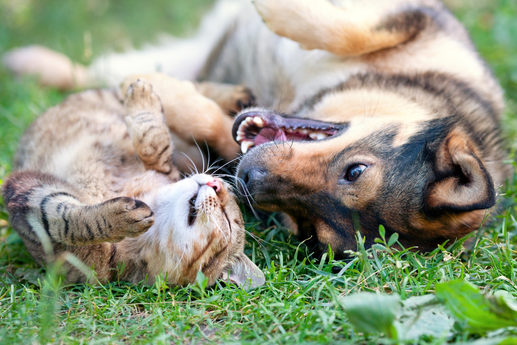 Animali di Compagnia: Un investimento in Amore.